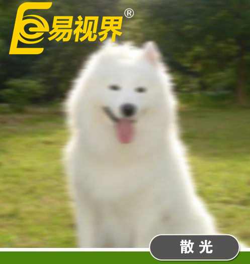 不一樣的眼病，不一樣的世界